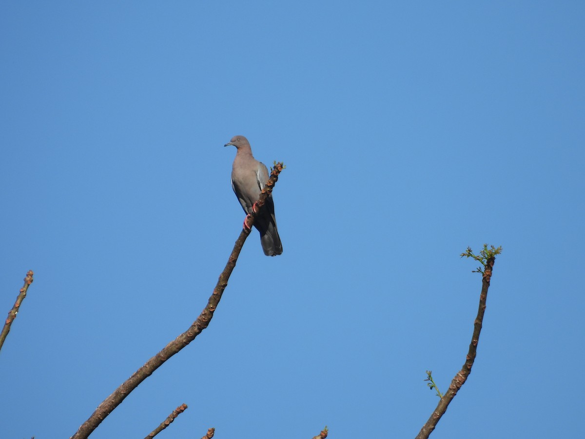 Plain Pigeon - ML631919946