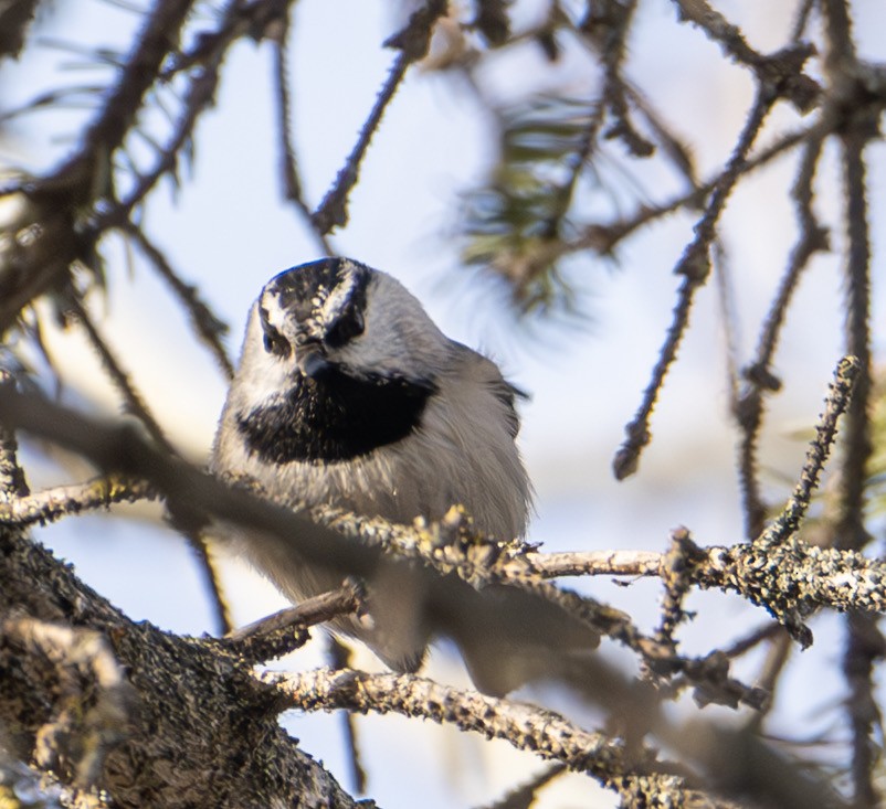 Mountain Chickadee - ML631920008