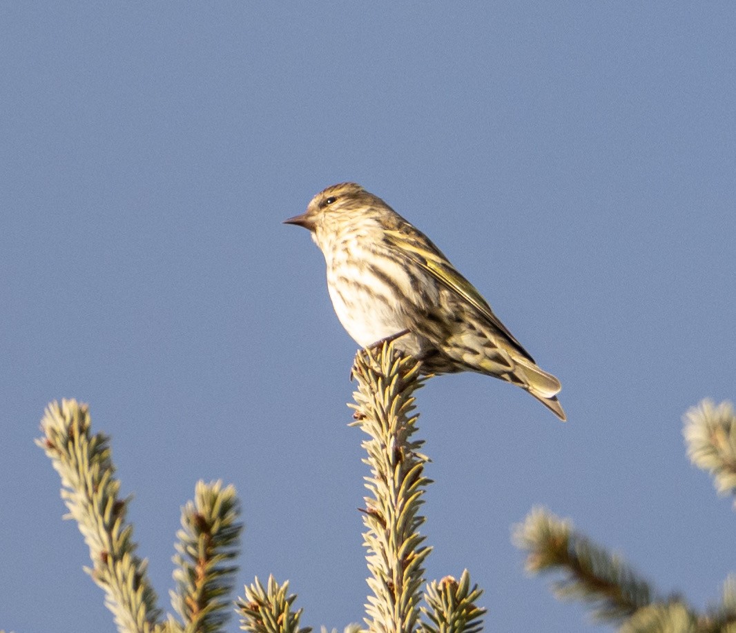 Pine Siskin - ML631920015