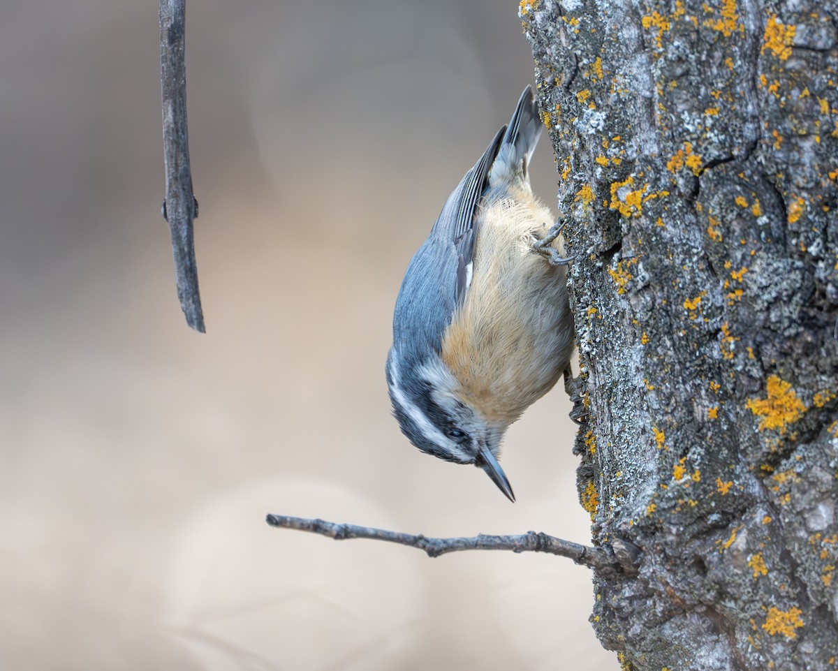 Red-breasted Nuthatch - ML631920019