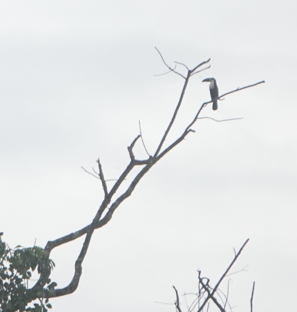 Channel-billed Toucan (Yellow-ridged) - ML631920168