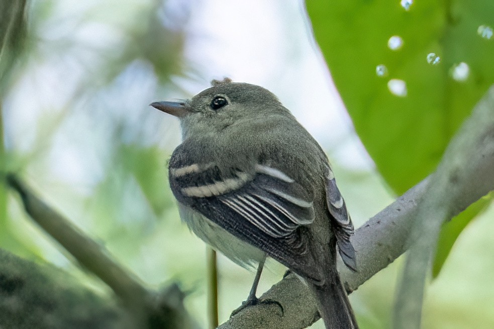 Acadian Flycatcher - ML631920234