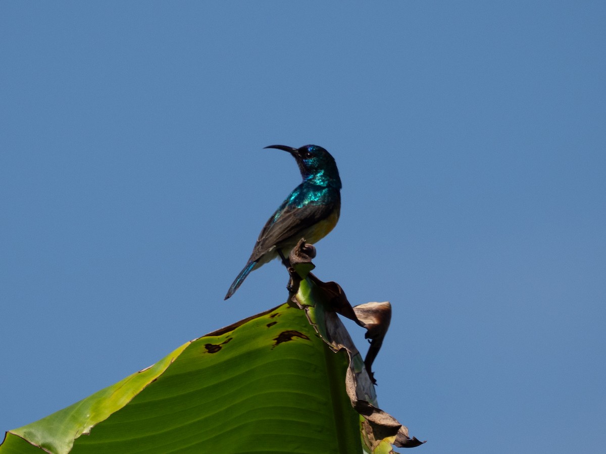 Variable Sunbird (Orange-chested) - ML631920280