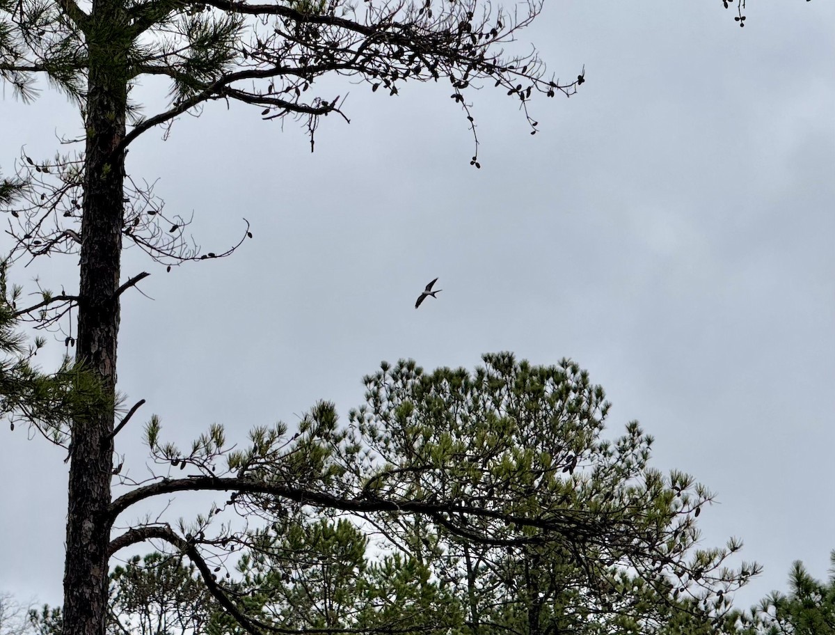 Swallow-tailed Kite - ML631920491