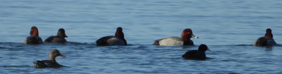Redhead - ML631920508
