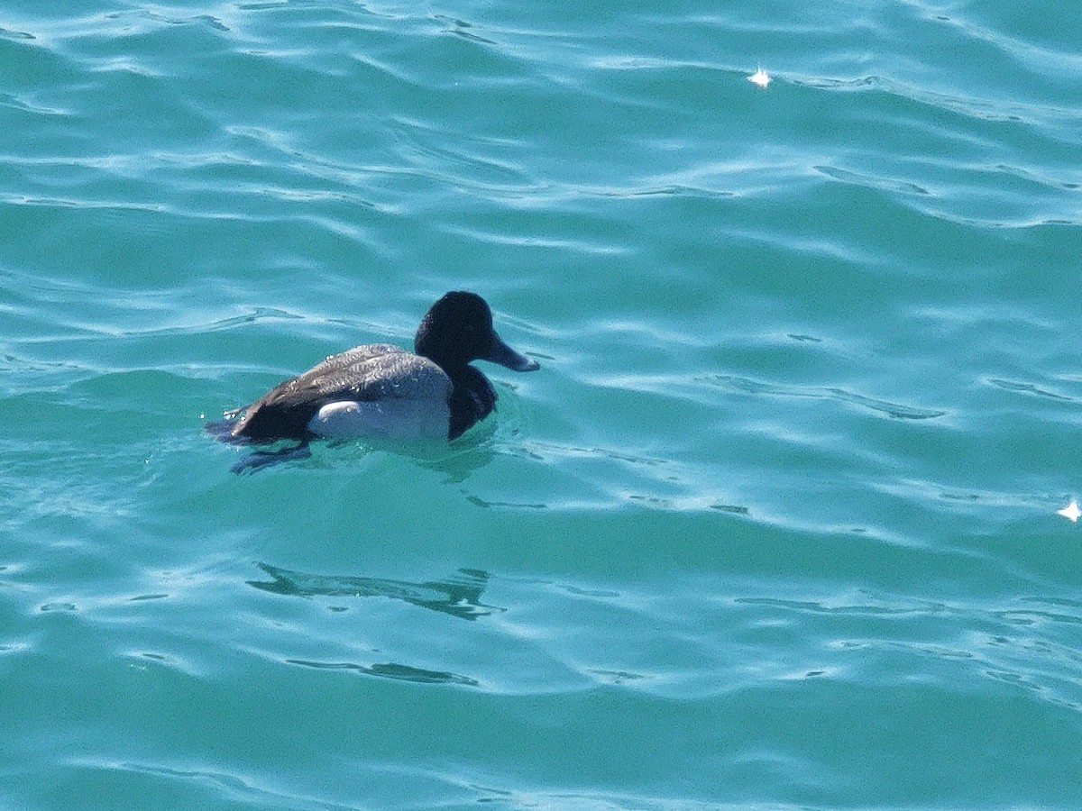 Greater Scaup - ML631920517