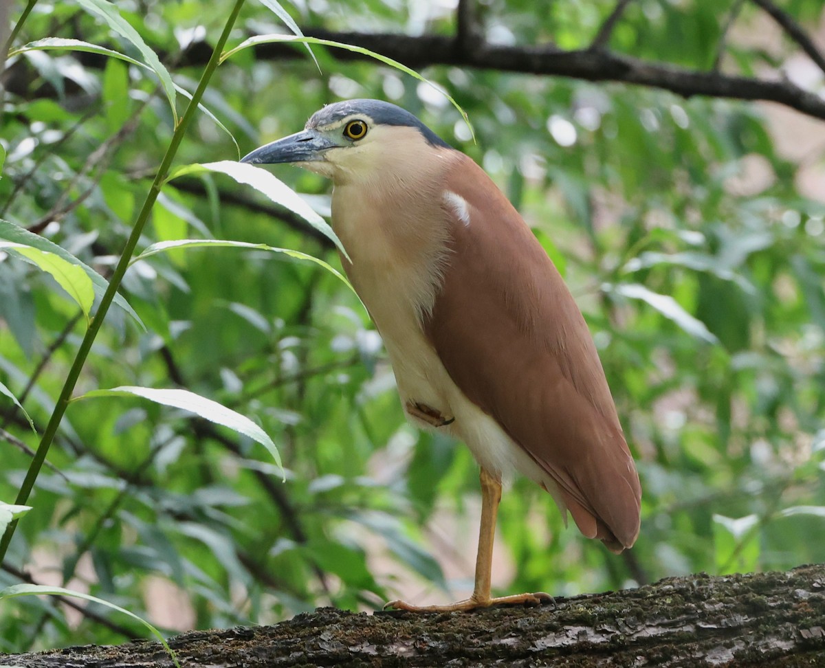 Nankeen Night Heron - ML631920576