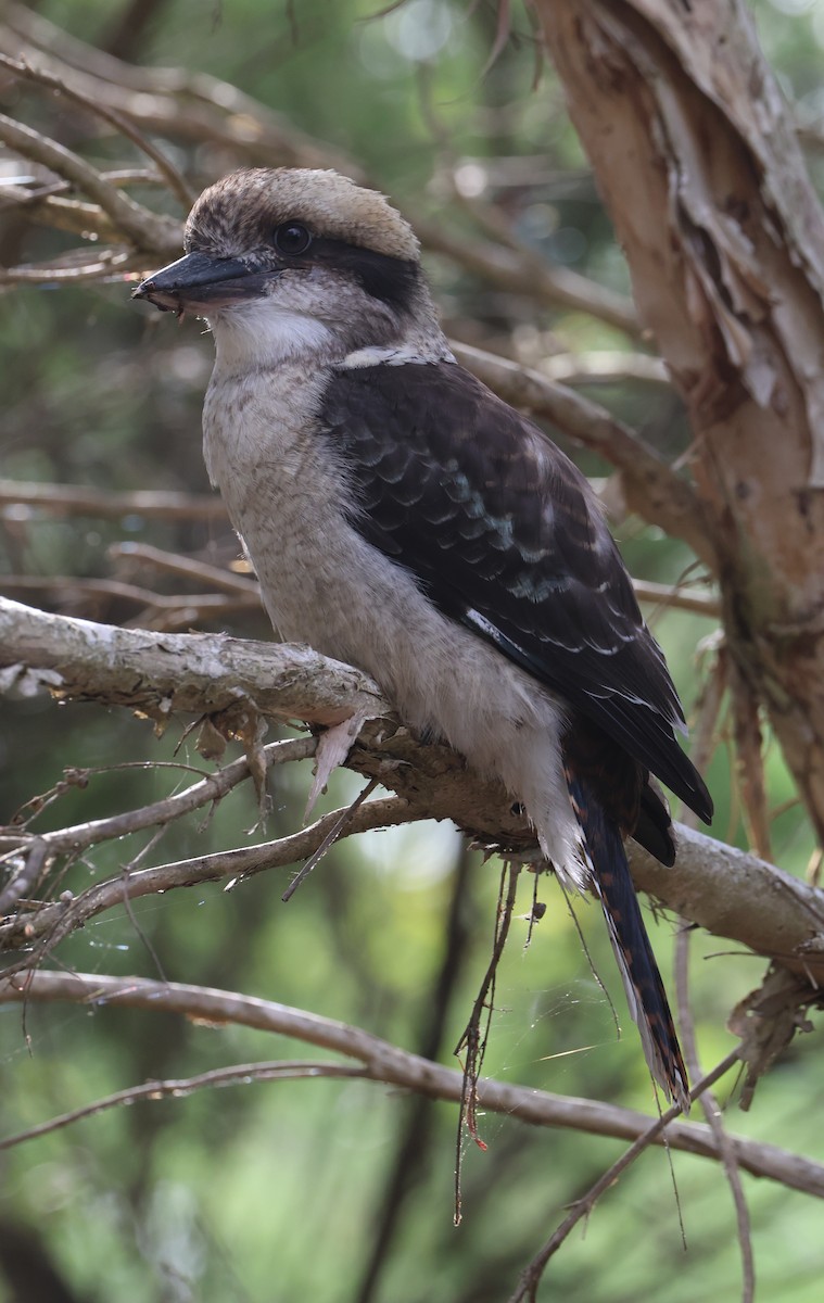 Laughing Kookaburra - ML631920580