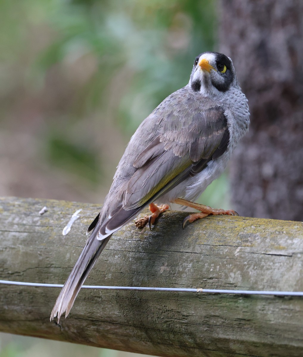 Noisy Miner - ML631920592