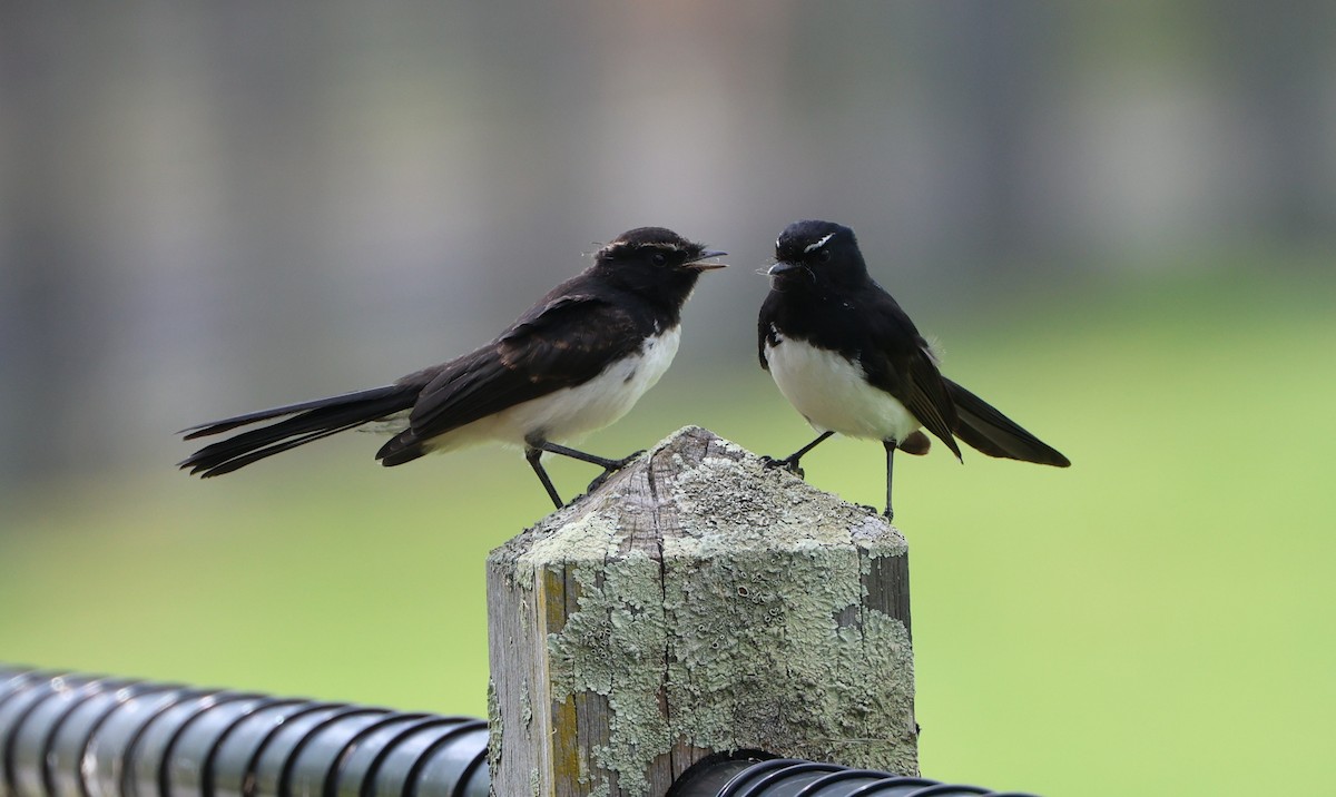 Willie-wagtail - ML631920603