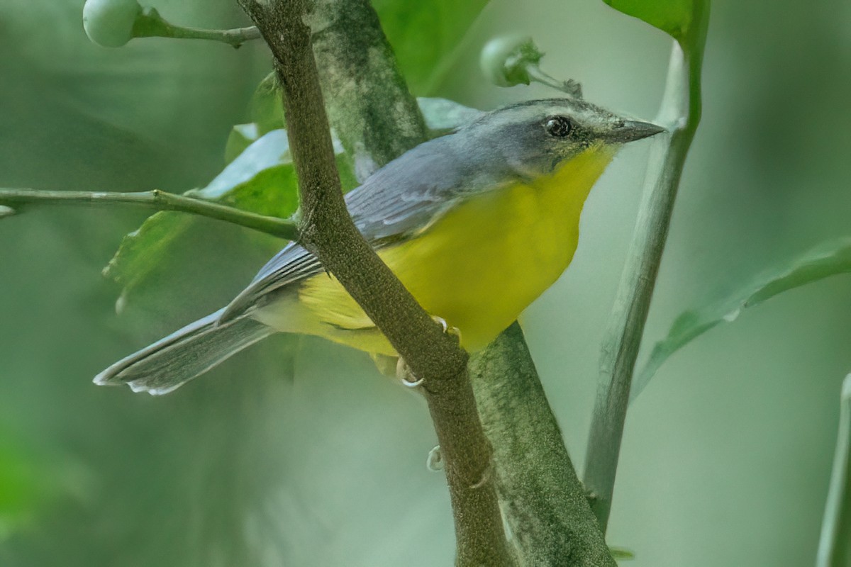 Golden-crowned Warbler - ML631920654