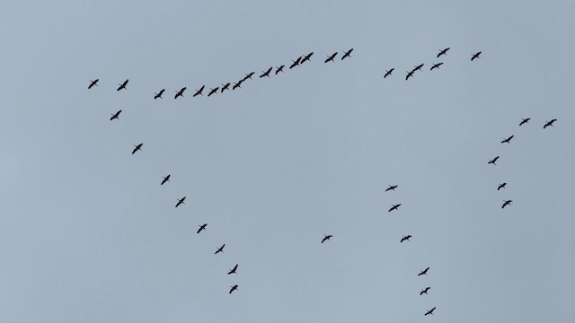 Common Crane - ML631920723