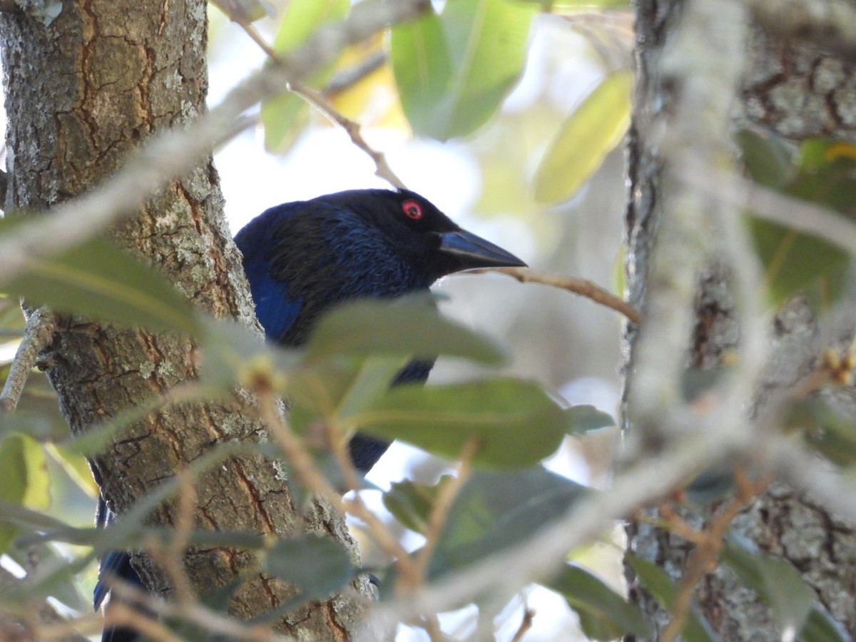 Bronzed Cowbird - ML631920834