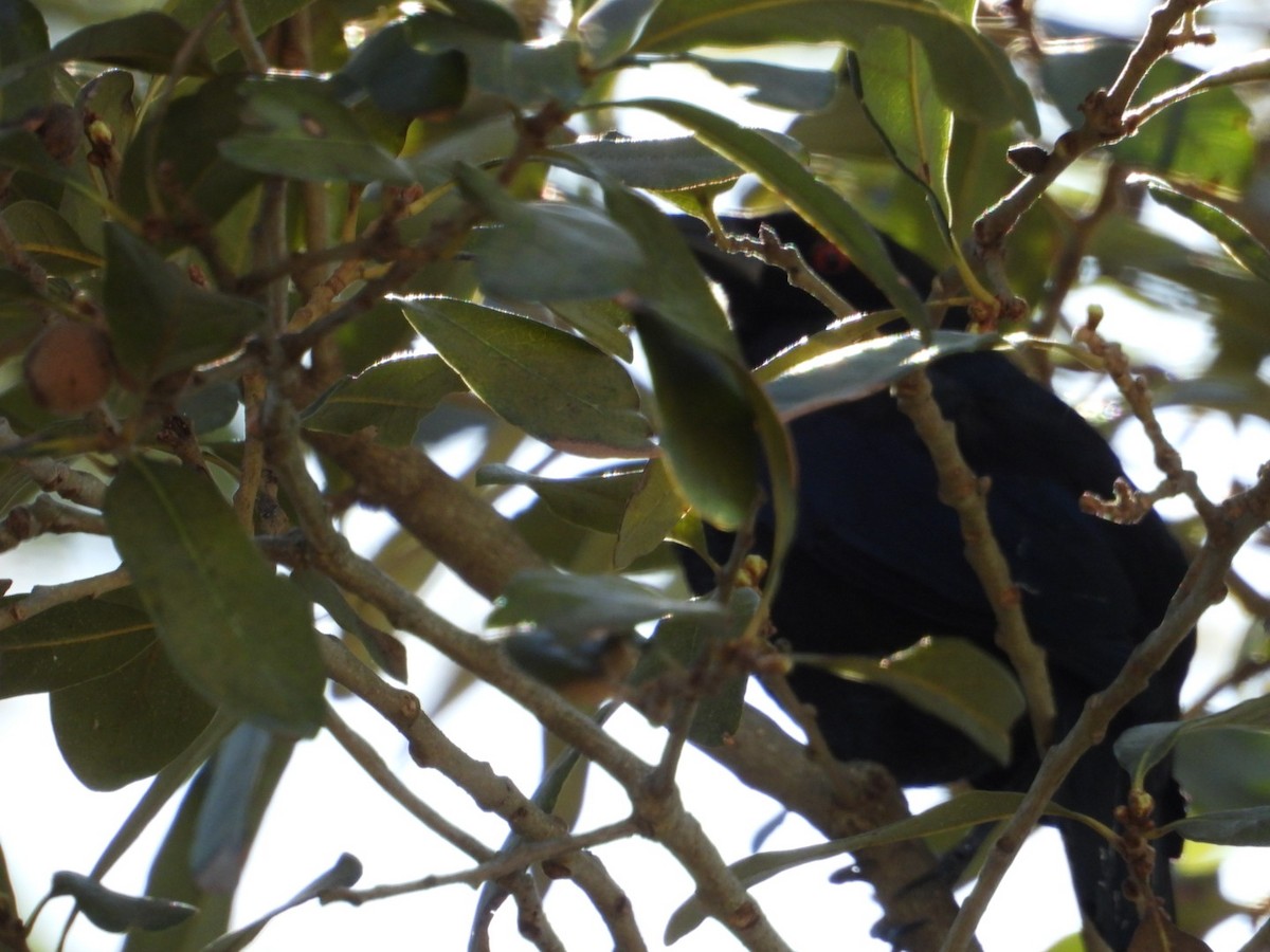 Bronzed Cowbird - ML631920835