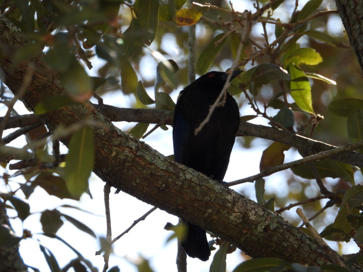 Bronzed Cowbird - ML631920836