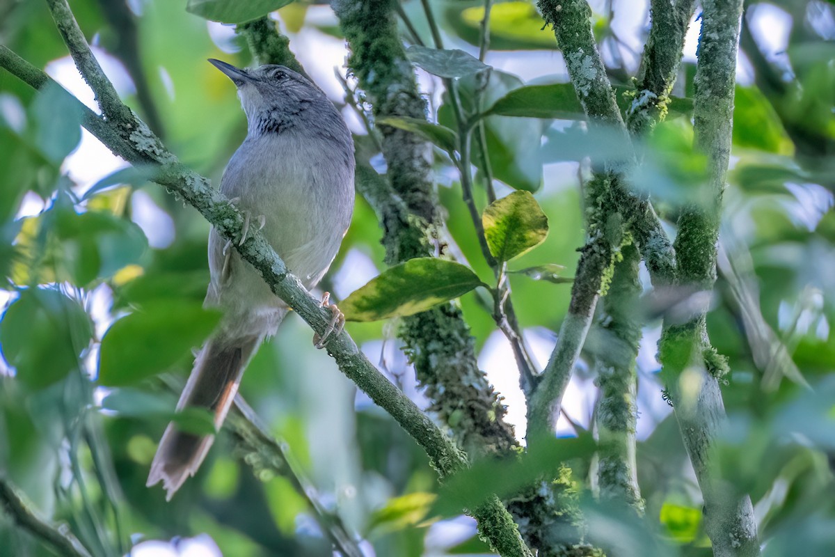 Pale-breasted Spinetail - ML631920894