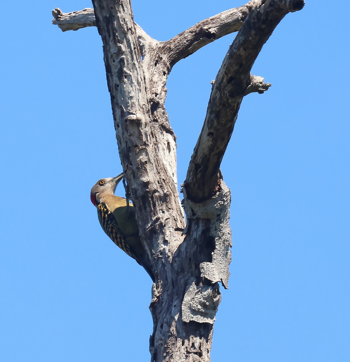 Hispaniolan Woodpecker - ML631921057