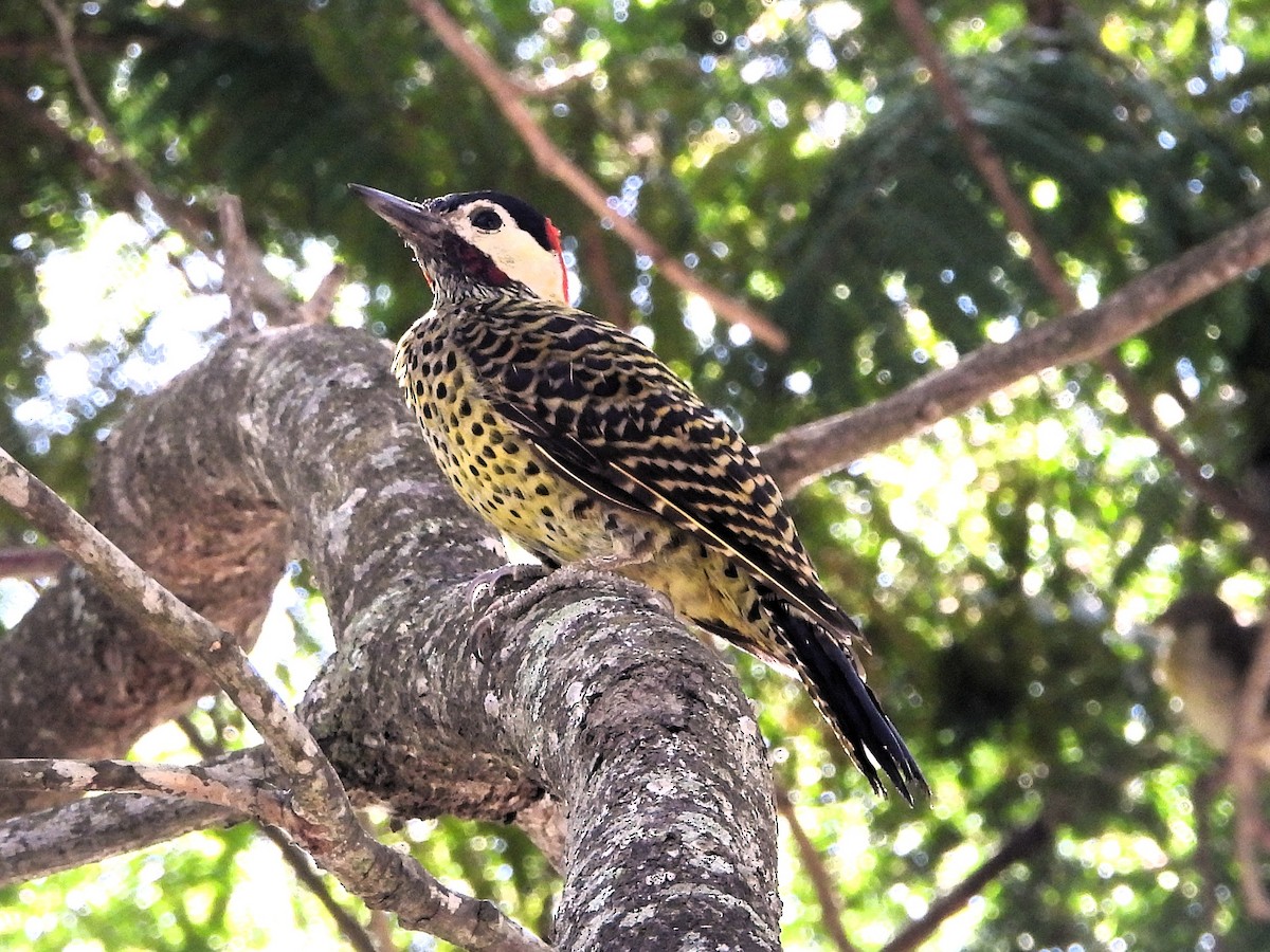 Green-barred Woodpecker - ML631921058