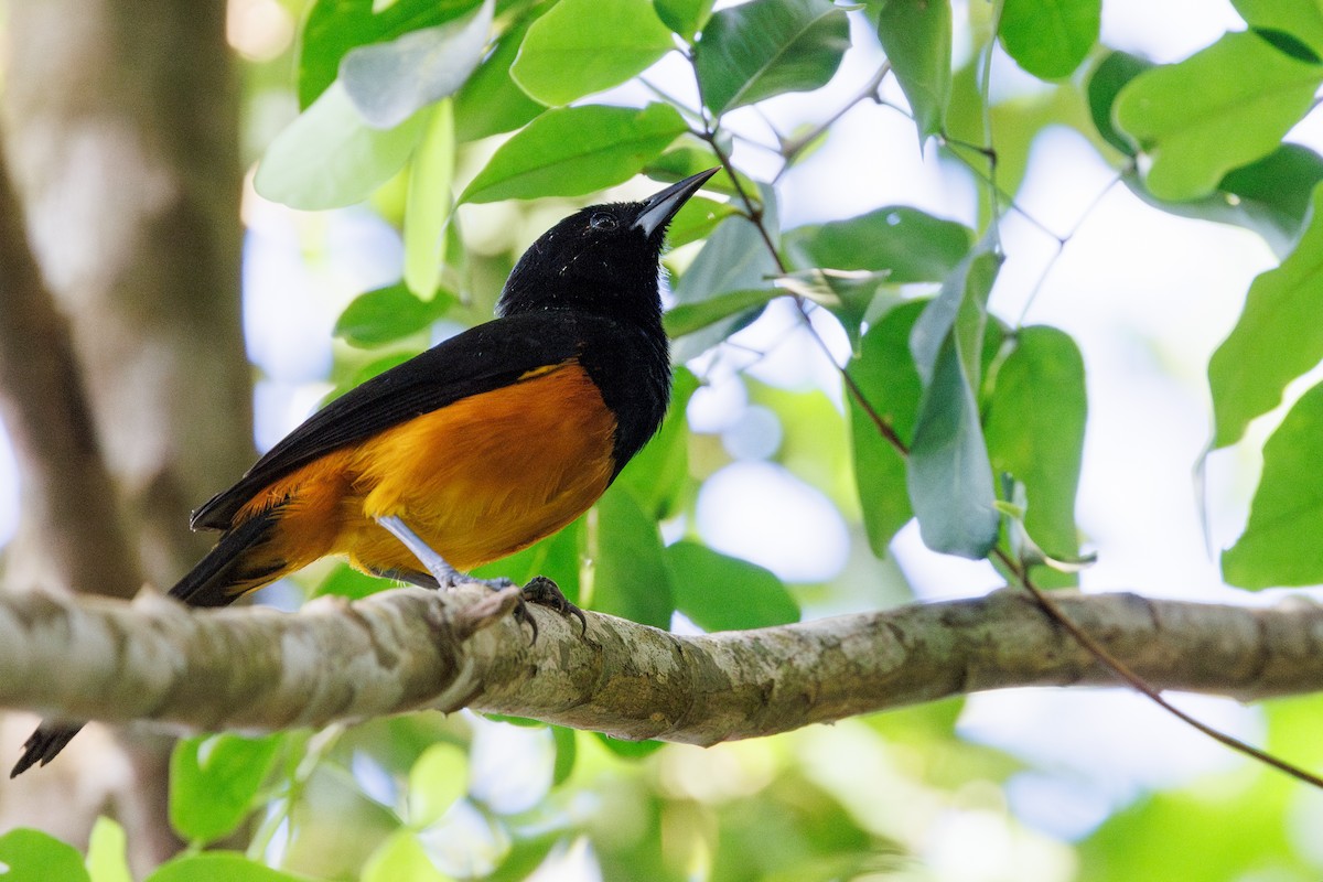 Montserrat Oriole - ML631921268