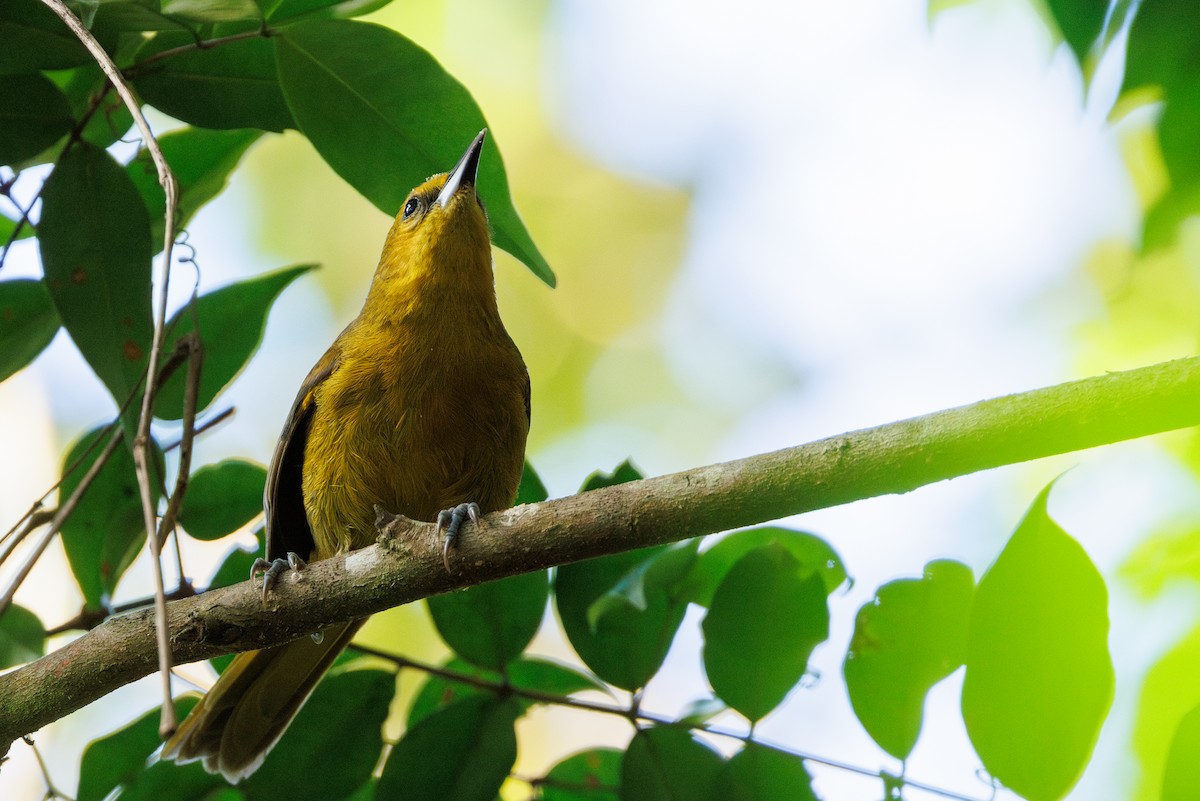Montserrat Oriole - ML631921271