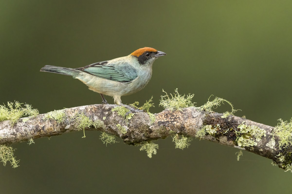 Scrub Tanager - ML631921344