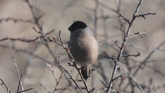Эгэл зана - ML631921354