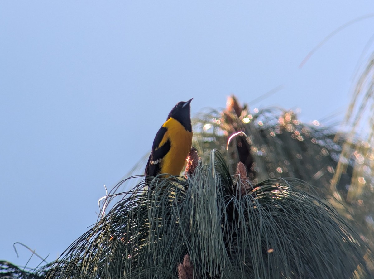 Bar-winged Oriole - ML631921369