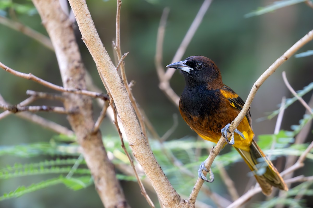 St. Lucia Oriole - ML631921545