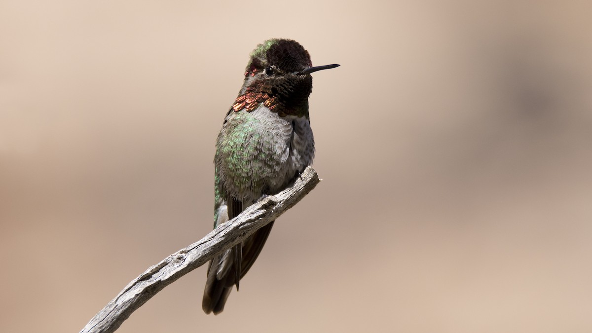 Anna's Hummingbird - ML631921627