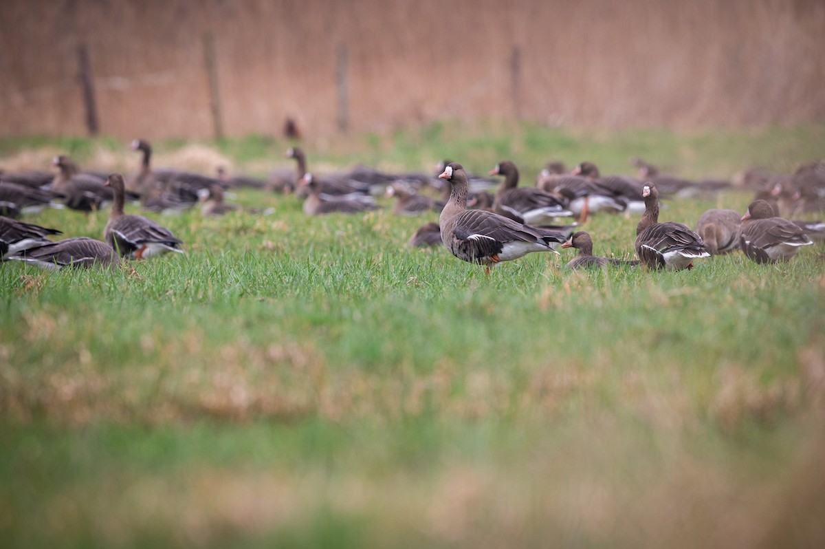 Greater White-fronted Goose - ML631921640