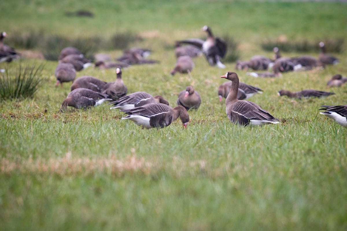 Greater White-fronted Goose - ML631921647