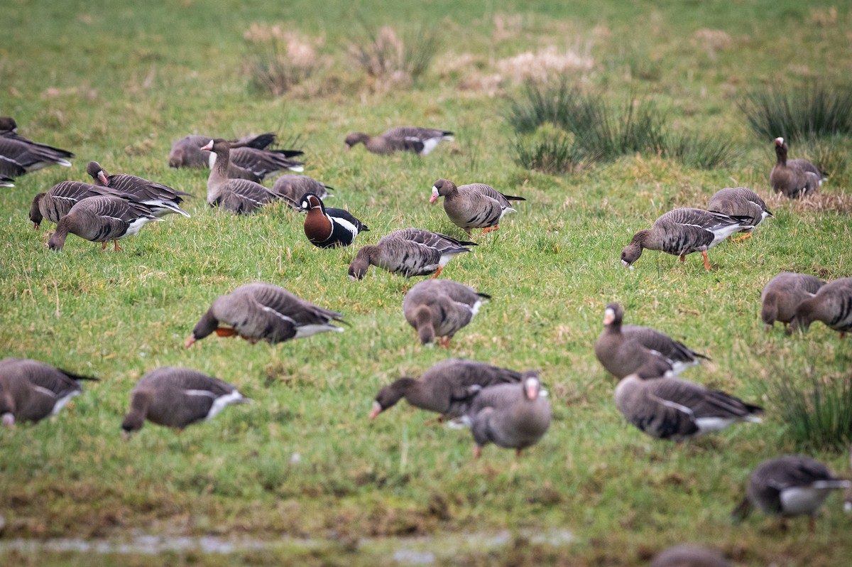 Red-breasted Goose - ML631921653