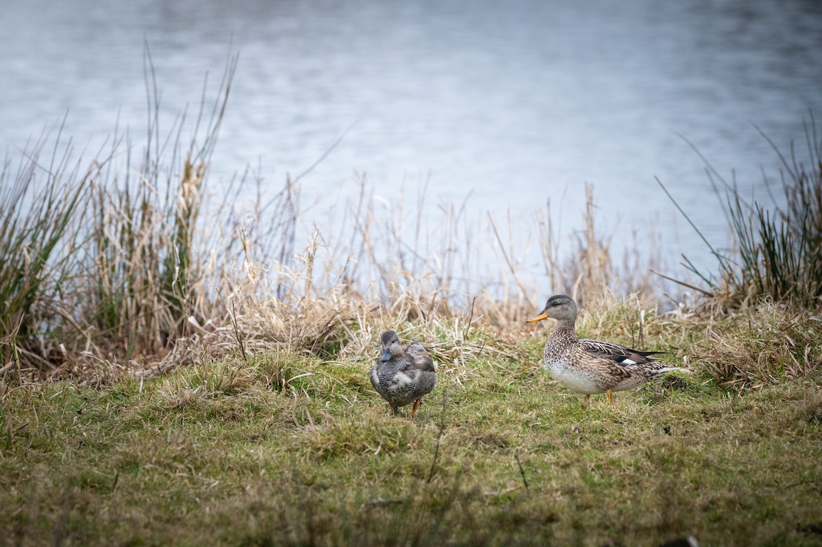 Gadwall - ML631921693