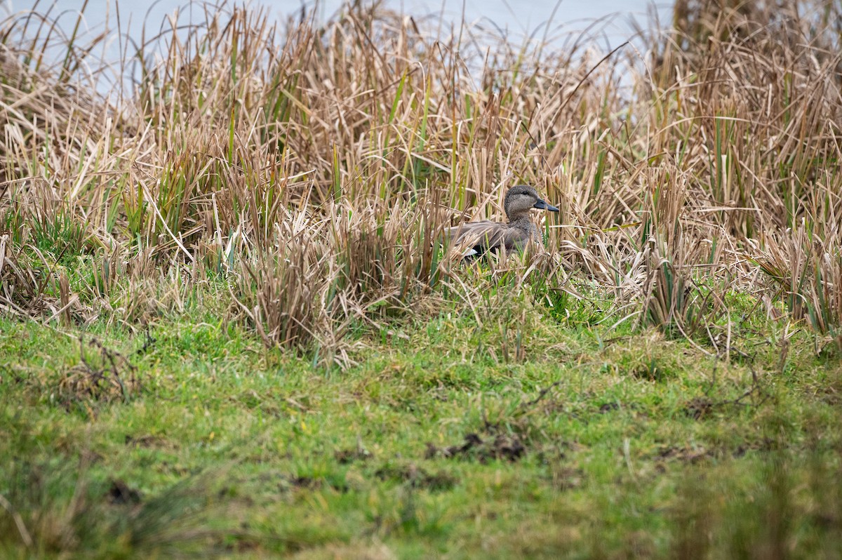 Gadwall - ML631921694