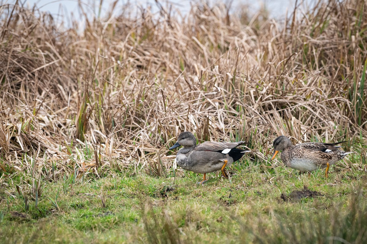 Gadwall - ML631921697