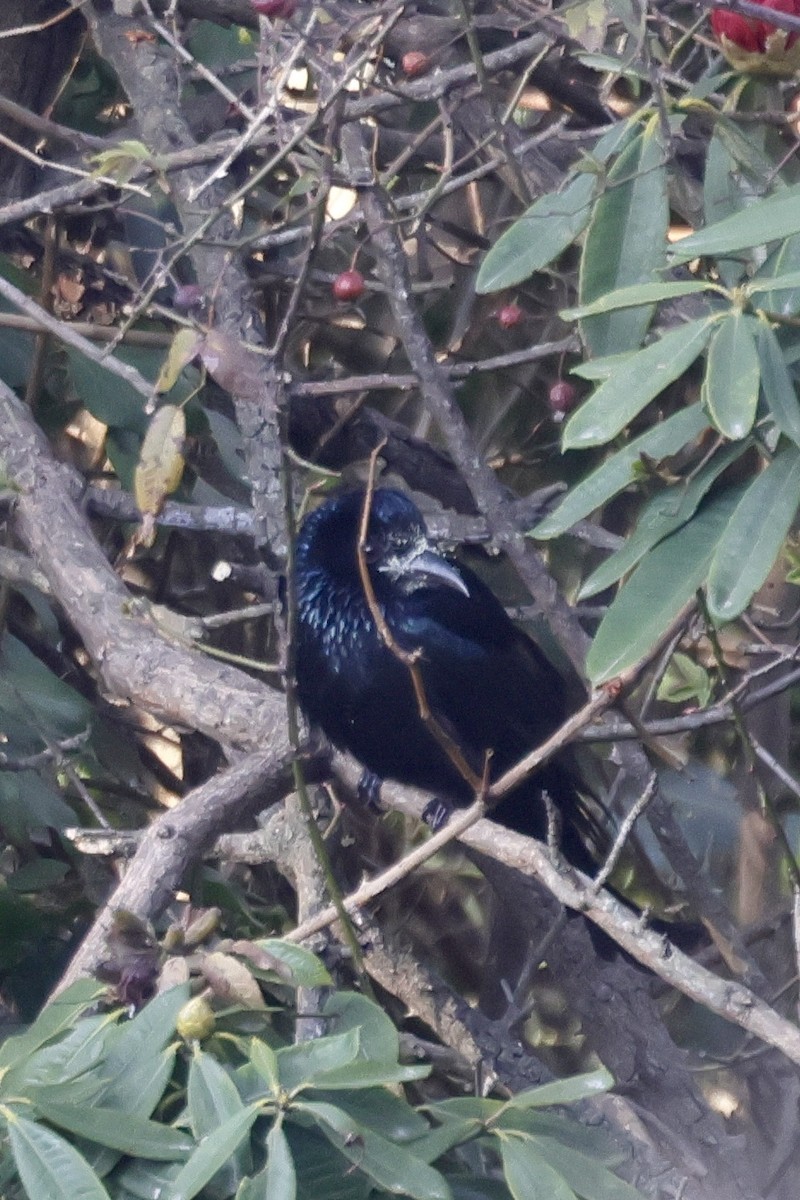 Hair-crested Drongo - ML631921771