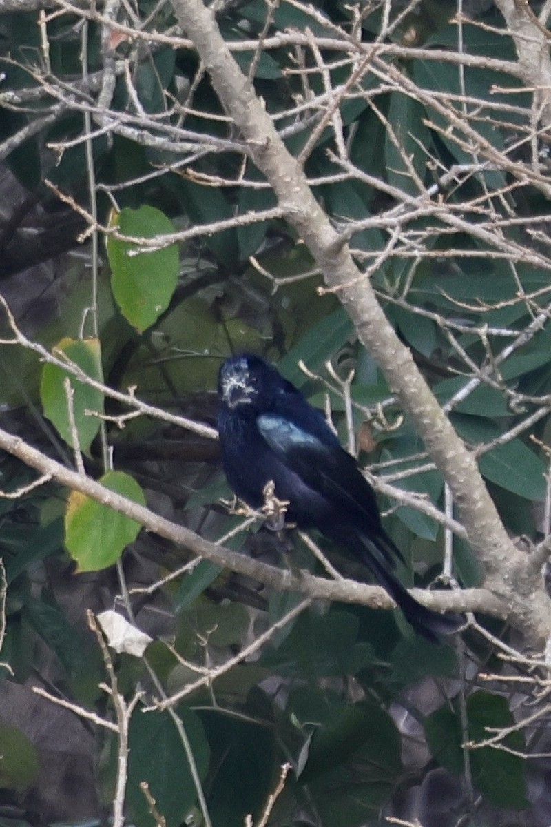 Hair-crested Drongo - ML631921772