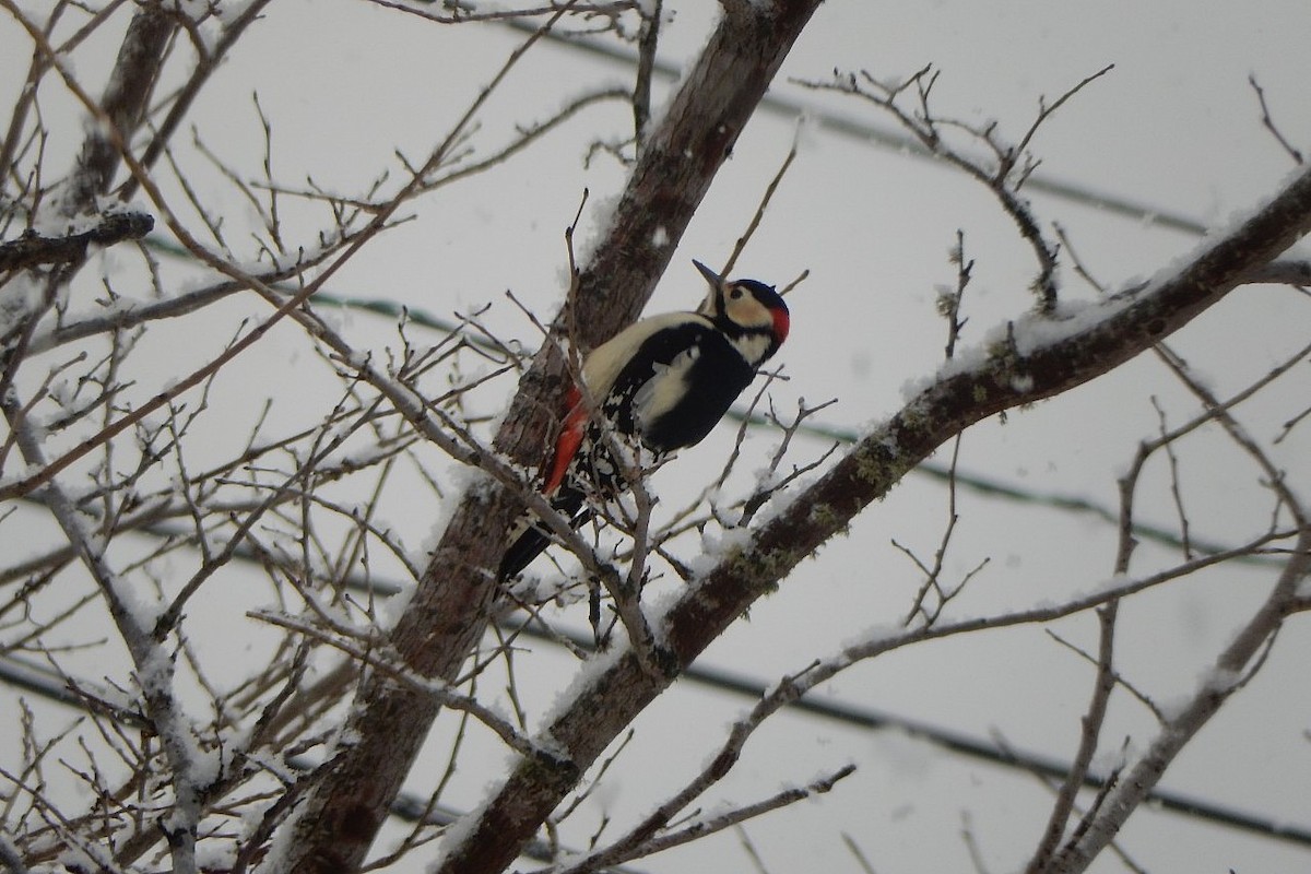 Great Spotted Woodpecker - ML631921903