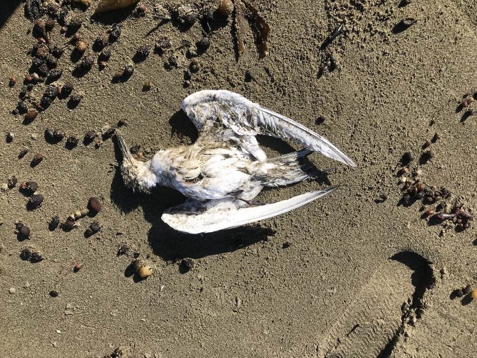 White-fronted Tern - ML631922047