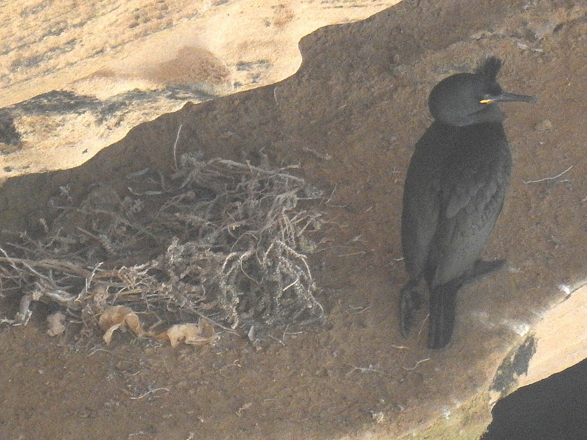 European Shag - ML631922097