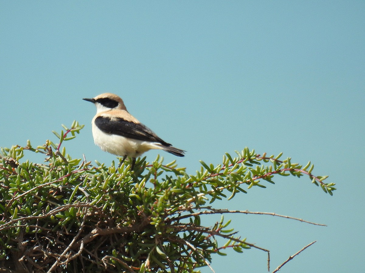Western Black-eared Wheatear - ML631922103
