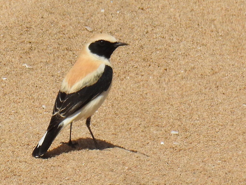 Western Black-eared Wheatear - ML631922104