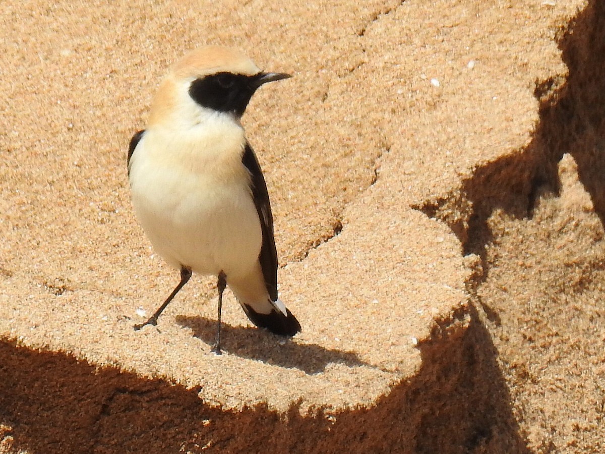 Western Black-eared Wheatear - ML631922105