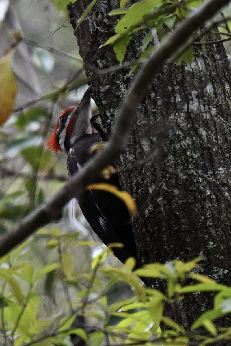 Pileated Woodpecker - ML631922532