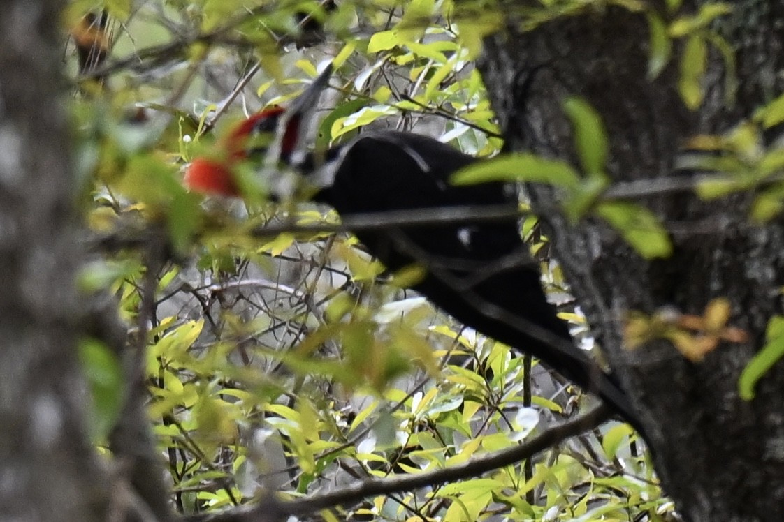Pileated Woodpecker - ML631922533
