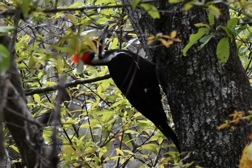 Pileated Woodpecker - ML631922534