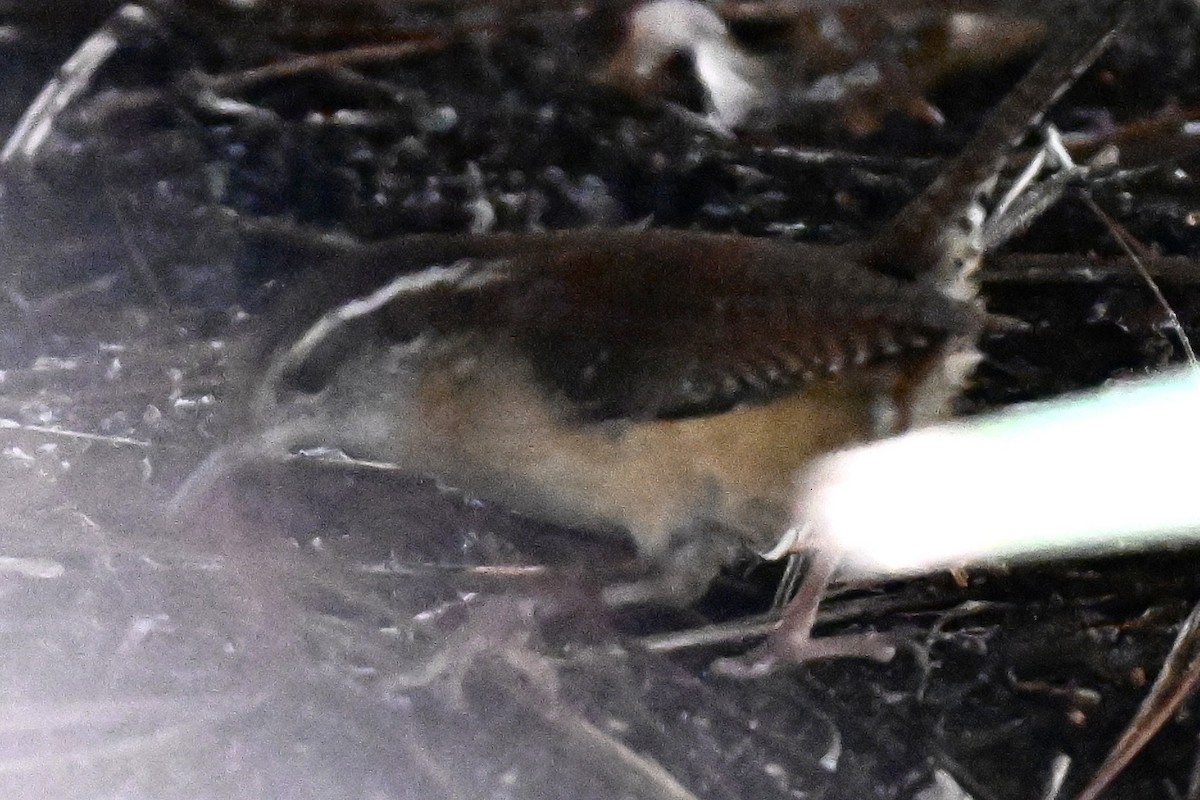 Carolina Wren - ML631922548
