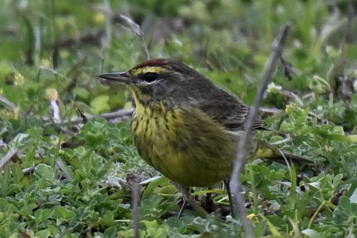 Palm Warbler (Yellow) - ML631922555