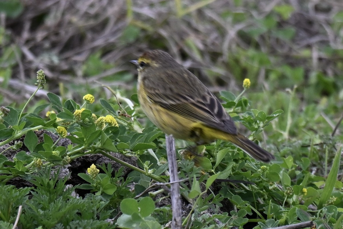 Palm Warbler (Yellow) - ML631922556