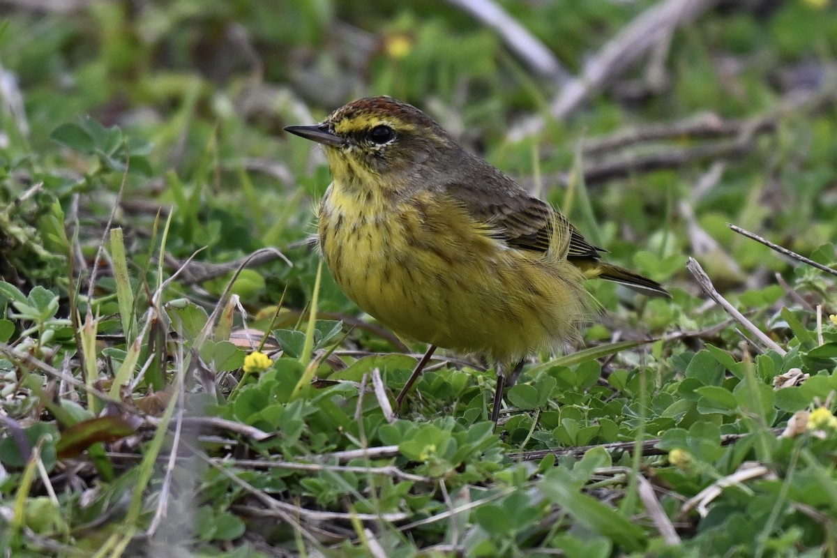 Palm Warbler (Yellow) - ML631922557